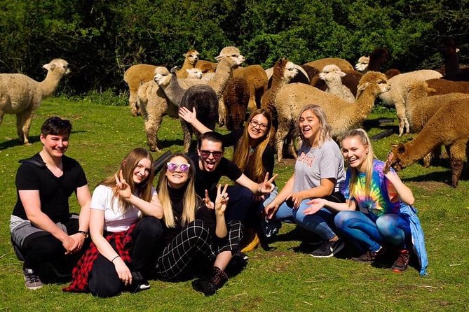 2-Hour Alpaca Farm Experience in Kenilworth - Key things to know before you book