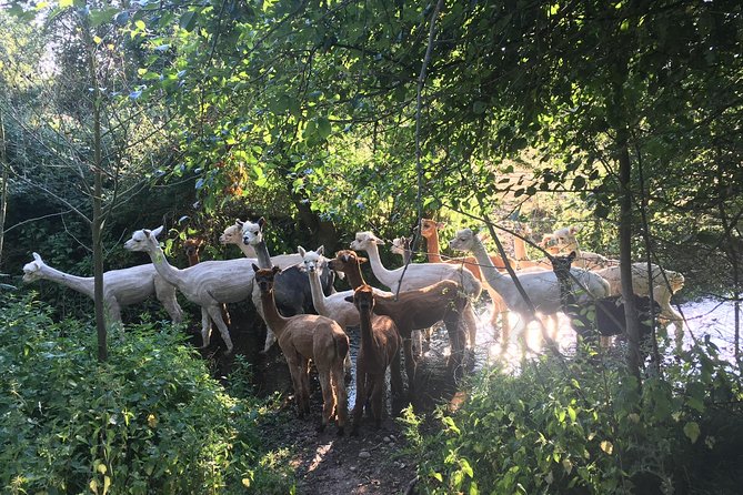 2-Hour Alpaca Farm Experience in Kenilworth - Starting with alpaca facts and handmade goods