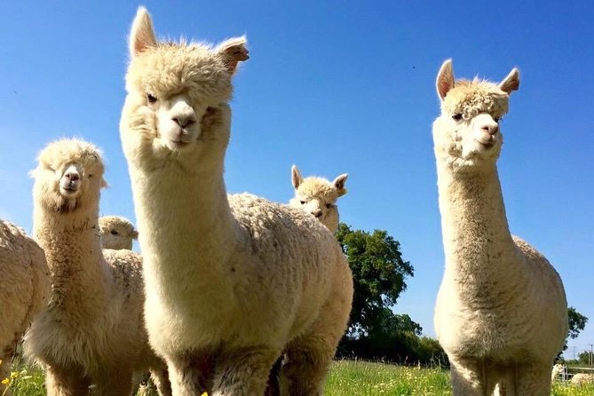 2-Hour Alpaca Farm Experience in Kenilworth - Feeding the herd around the farm