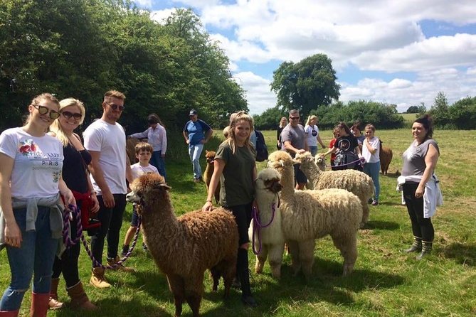 2-Hour Alpaca Farm Experience in Kenilworth - Walking an alpaca for the final activity