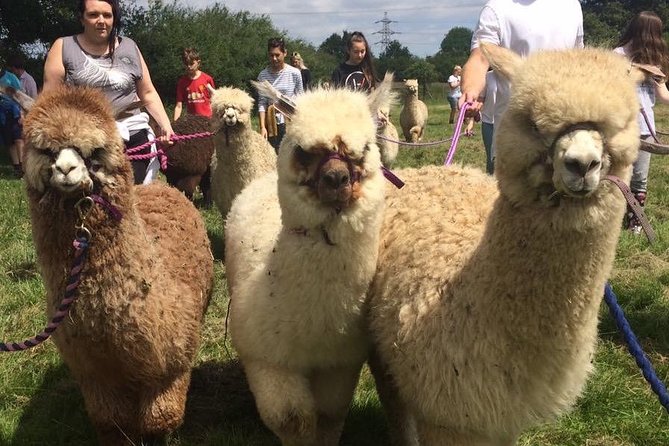 2-Hour Alpaca Farm Experience in Kenilworth - The private format and family appeal