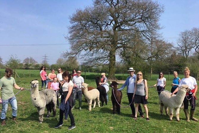 2-Hour Alpaca Farm Experience in Kenilworth - Is $35.78 good value?