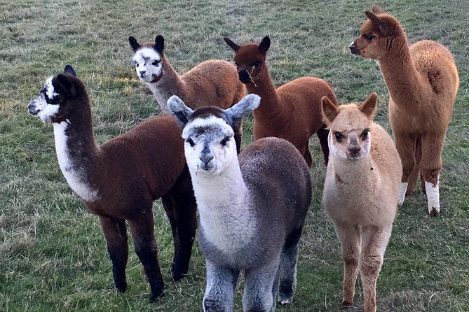 2-Hour Alpaca Farm Experience in Kenilworth - Weather, cancellations, and practical planning