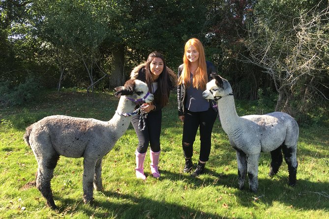 2-Hour Alpaca Farm Experience in Kenilworth - Cuddling young alpacas and taking photos