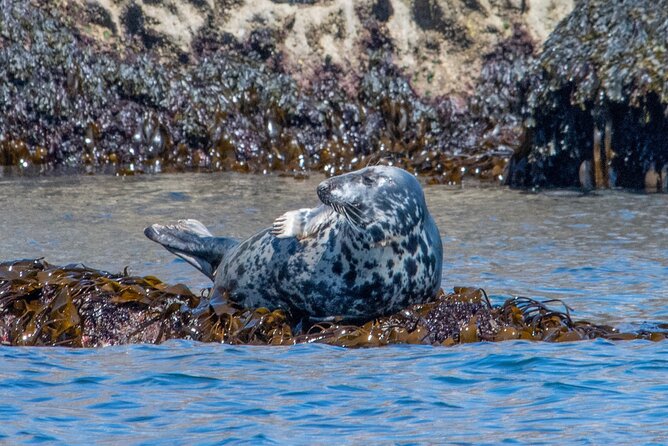 90 Minute Coastal Explorer in Torquay - Thatcher Rock brings birds and seals