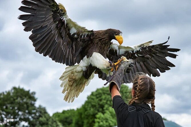 Admission Pass to Eagle Heights in Kent - What makes Eagle Heights worth your time