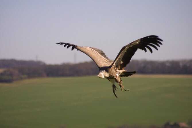 Admission Pass to Eagle Heights in Kent - Why the conservation work adds value