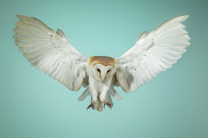 Admission Pass to Eagle Heights in Kent - Making the most of your 11am to 5pm visit