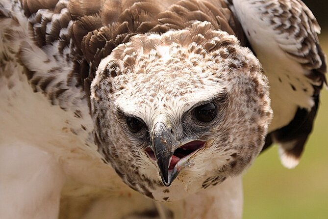 Admission Pass to Eagle Heights in Kent - Who will enjoy Eagle Heights most?