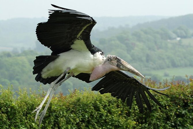 Admission Pass to Eagle Heights in Kent - Practical points before you book
