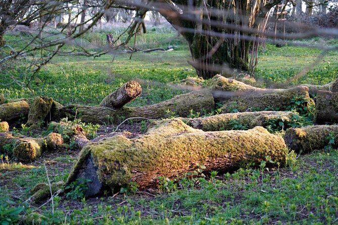 Ancient Britain: Sacred forests, Neolithic burials and UFO sights - The self-guided design: useful freedom, real responsibility