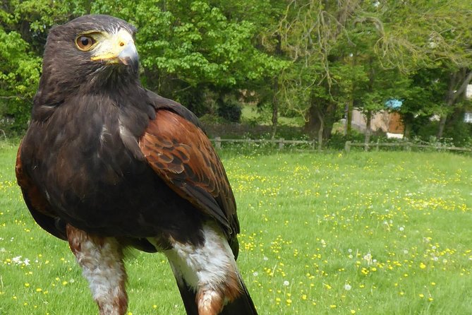 Bath City Tour & Fly a Hawk Experience - Day Tour from Bath - From Bath to the Falconry Center