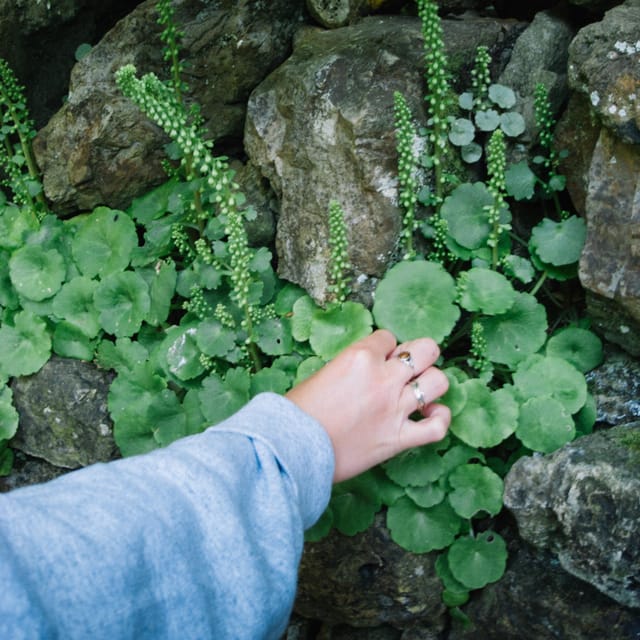 Beginner Foraging Walk: Wild food walking tour & tasters - Meeting Joseph at The Buddle Inn