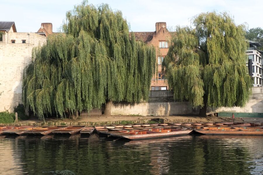 Cambridge: Punting Tour on the River Cam - Clare Bridge and the gardens along the Backs