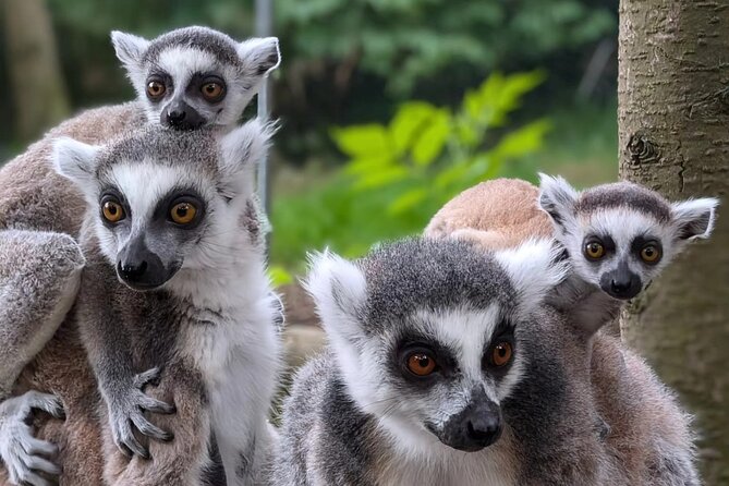 Entry ticket to Hoo Zoo and Dinosaur World in Telford - Why Hoo Zoo works well for a full family day