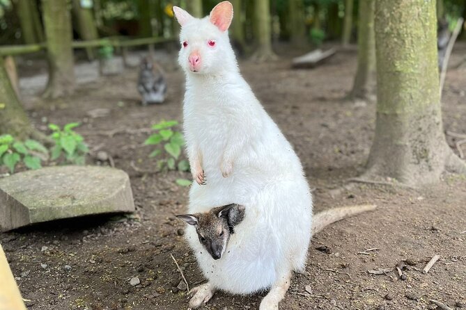 Entry ticket to Hoo Zoo and Dinosaur World in Telford - Walkthrough encounters with lemurs and wallabies