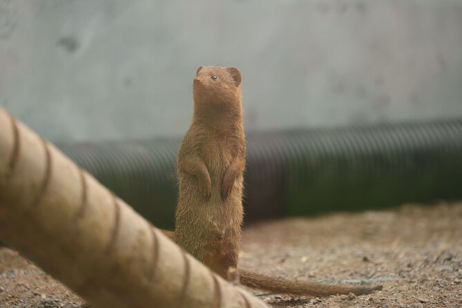 Entry ticket to Hoo Zoo and Dinosaur World in Telford - Extra activities and food costs