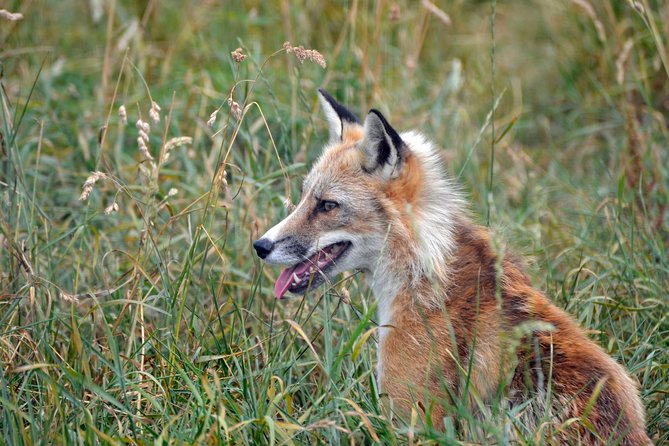 Fox Encounter for 2 people and park entry - Key points to know