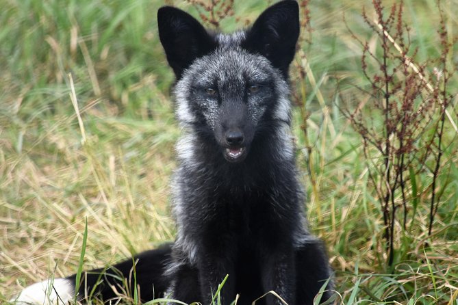 Fox Encounter for 2 people and park entry - Booking advice and the non-refundable terms