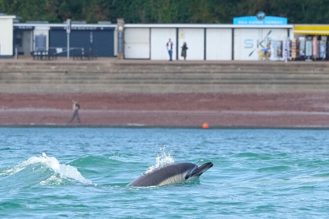 Guided Wildlife and Sea Cave Kayak Safari in English Riviera - Starting at Oddicombe Beach at 10:00 am