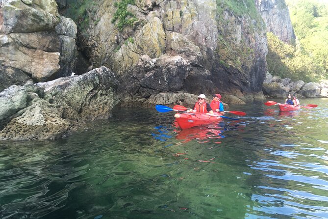 Guided Wildlife and Sea Cave Kayak Safari in English Riviera - Watching seals, birds, and possible cetaceans