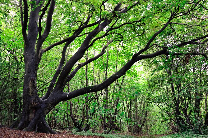 Half-day Forest Bathing and Yoga in Brighton's Woodlands - The personal touch from Xenia