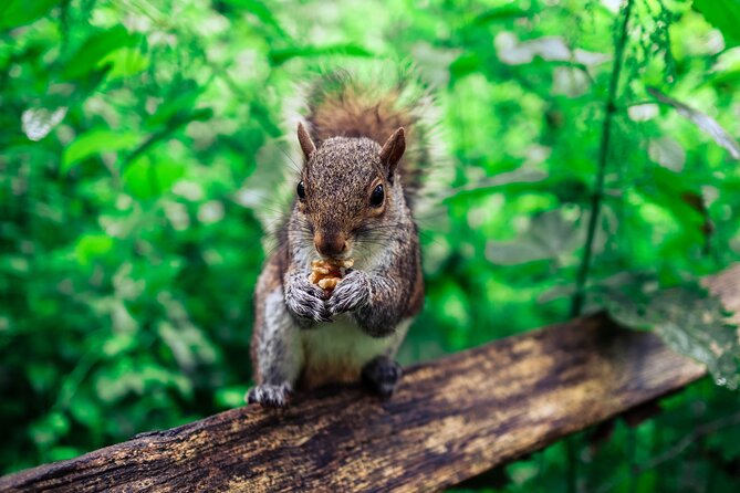 Half-day Forest Bathing and Yoga in Brighton's Woodlands - Walking into Stanmer Park’s woodlands