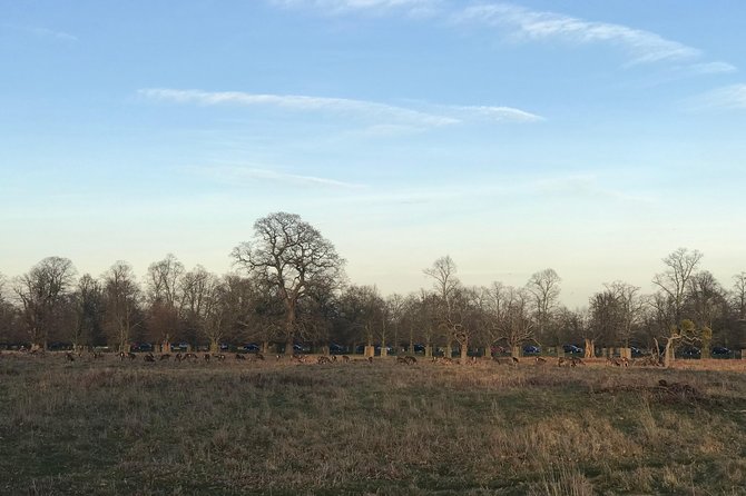 Hampton Court Palace Grounds Bike Tour - Bushy Park, deer, and royal hunting grounds