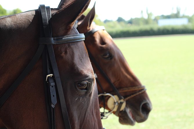 Horse & Polo in Windsor, UK - What happens during the one-hour polo lesson