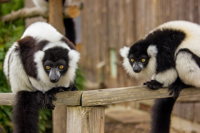 Howletts Day Ticket - Key points at a glance