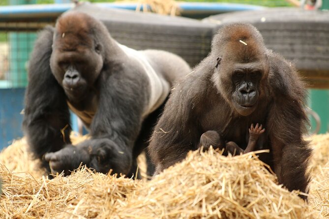 Howletts Day Ticket - Entering 90 acres of ancient parkland