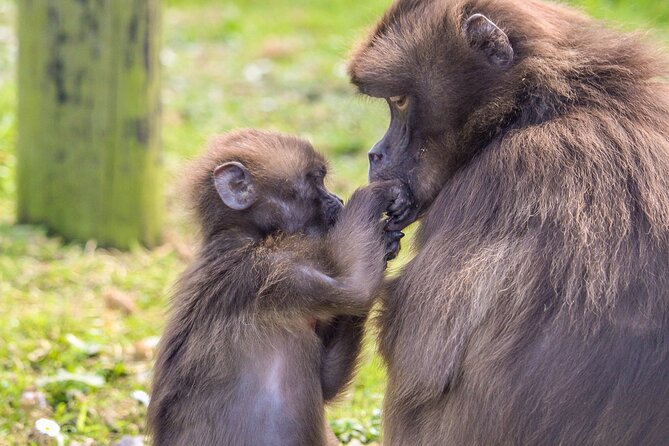 Howletts Day Ticket - A day built around conservation, not spectacle