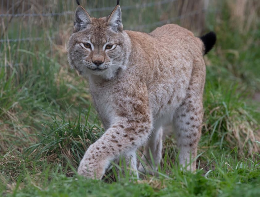 Lincolnshire: ARK Wildlife and Dinosaur Park Entry Ticket - Key points to know before you go