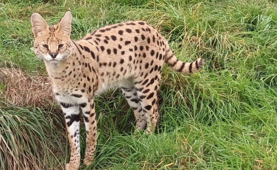 Lincolnshire: ARK Wildlife and Dinosaur Park Entry Ticket - Why ARK feels different from a standard zoo