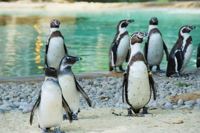 London Zoo Entry Ticket - Key Points Before You Go