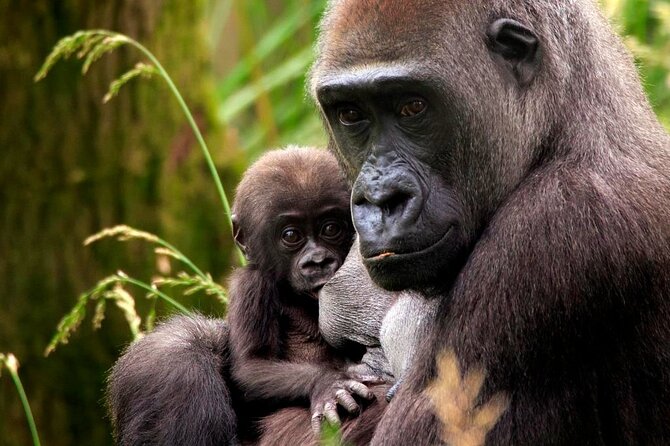London Zoo Entry Ticket - What Your London Zoo Ticket Includes