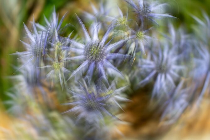 Mindful Photo Walk at Princess Pavilion & Gyllyngdune Gardens - Working with Marc Hubbard