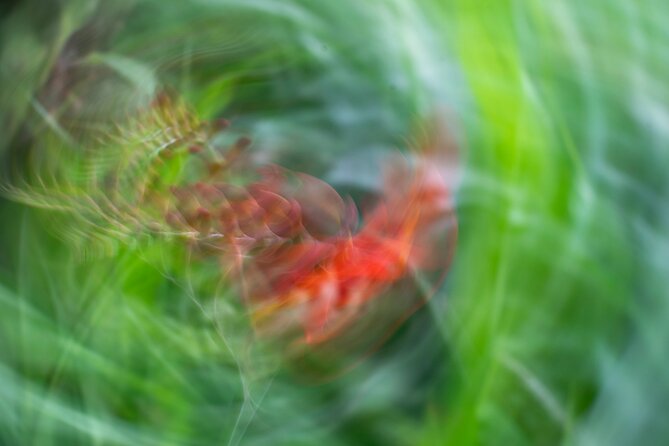 Mindful Photo Walk at Princess Pavilion & Gyllyngdune Gardens - What the one-hour length really means