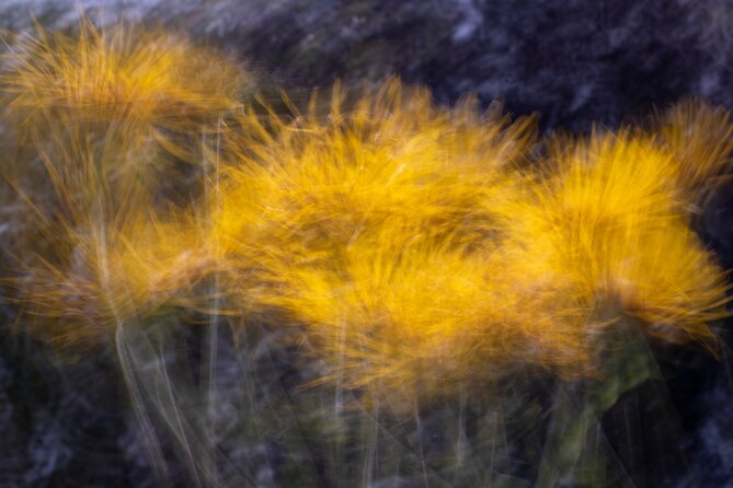 Mindful Photo Walk at Princess Pavilion & Gyllyngdune Gardens - Is $27.36 good value?