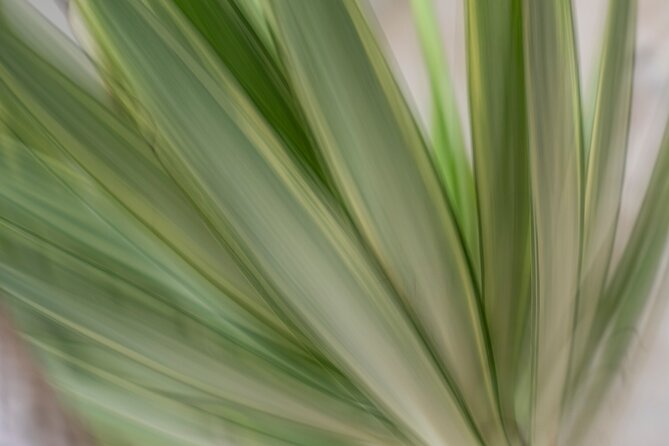 Mindful Photo Walk at Princess Pavilion & Gyllyngdune Gardens - Who should book this photo walk?