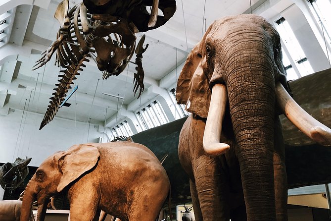 Natural History Museum London - Exclusive Guided Museum Tour - Rare plants, fossils, and the giant sequoia