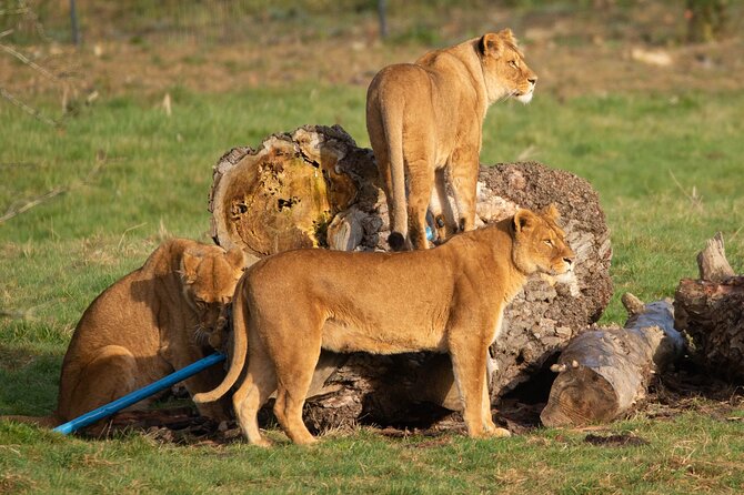Port Lympne Day Ticket - The safari truck is the star ride