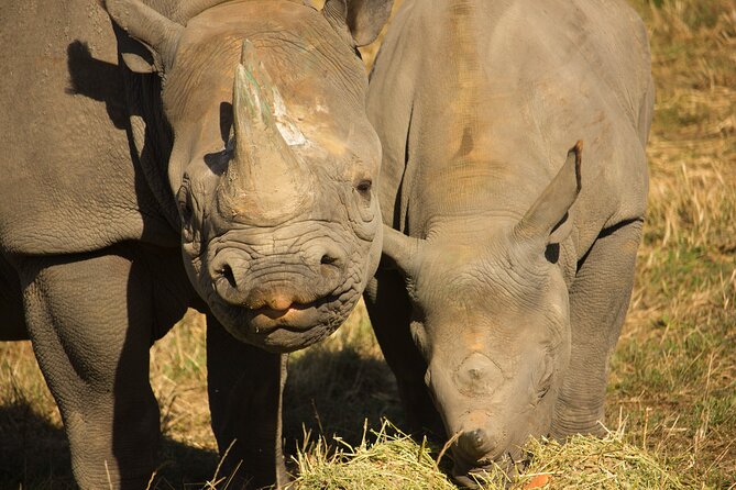 Port Lympne Day Ticket - Who will enjoy Port Lympne most?