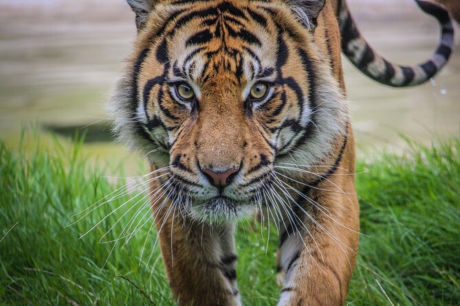 Port Lympne Day Ticket - Port Lympne compared with a quick animal attraction