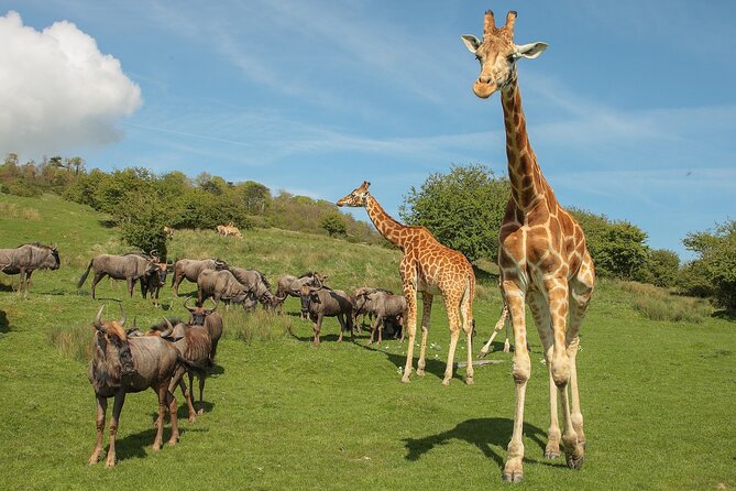 Port Lympne Day Ticket - Rhinos and giraffes add scale