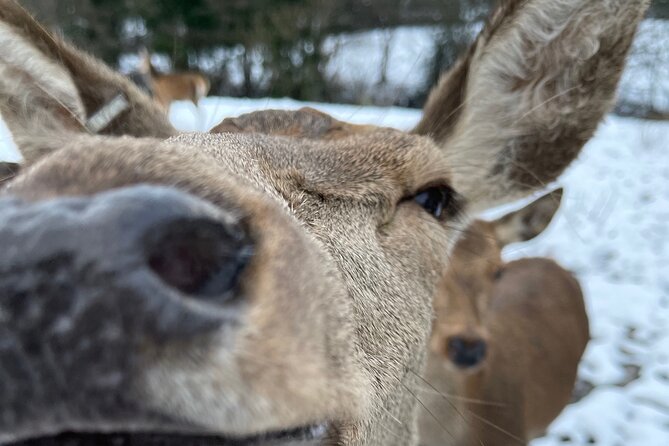 Private Deer Park Tour and Day Out in Leek - Key points about the Leek deer park tour