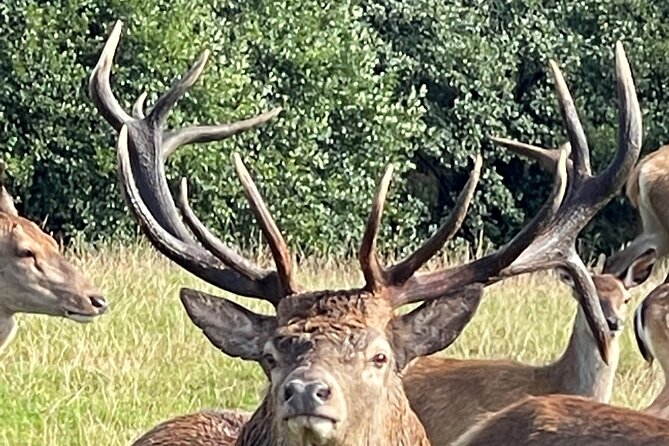 Private Deer Park Tour and Day Out in Leek - Starting with British deer, not just a quick animal sighting