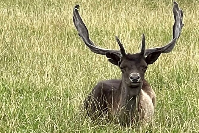 Private Deer Park Tour and Day Out in Leek - The possibility of feeding the deer