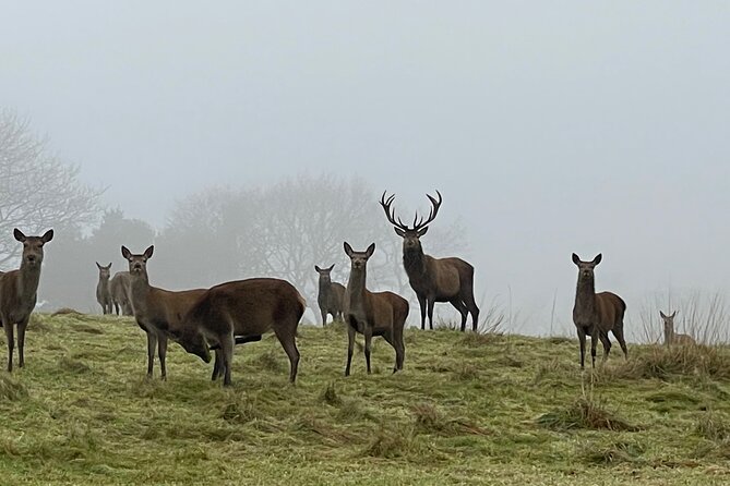 Private Deer Park Tour and Day Out in Leek - Why a private tour can be worth $30.21