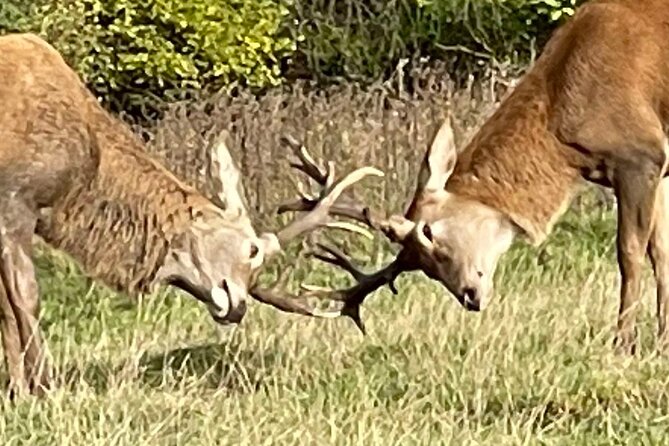 Private Deer Park Tour and Day Out in Leek - Who will enjoy this most